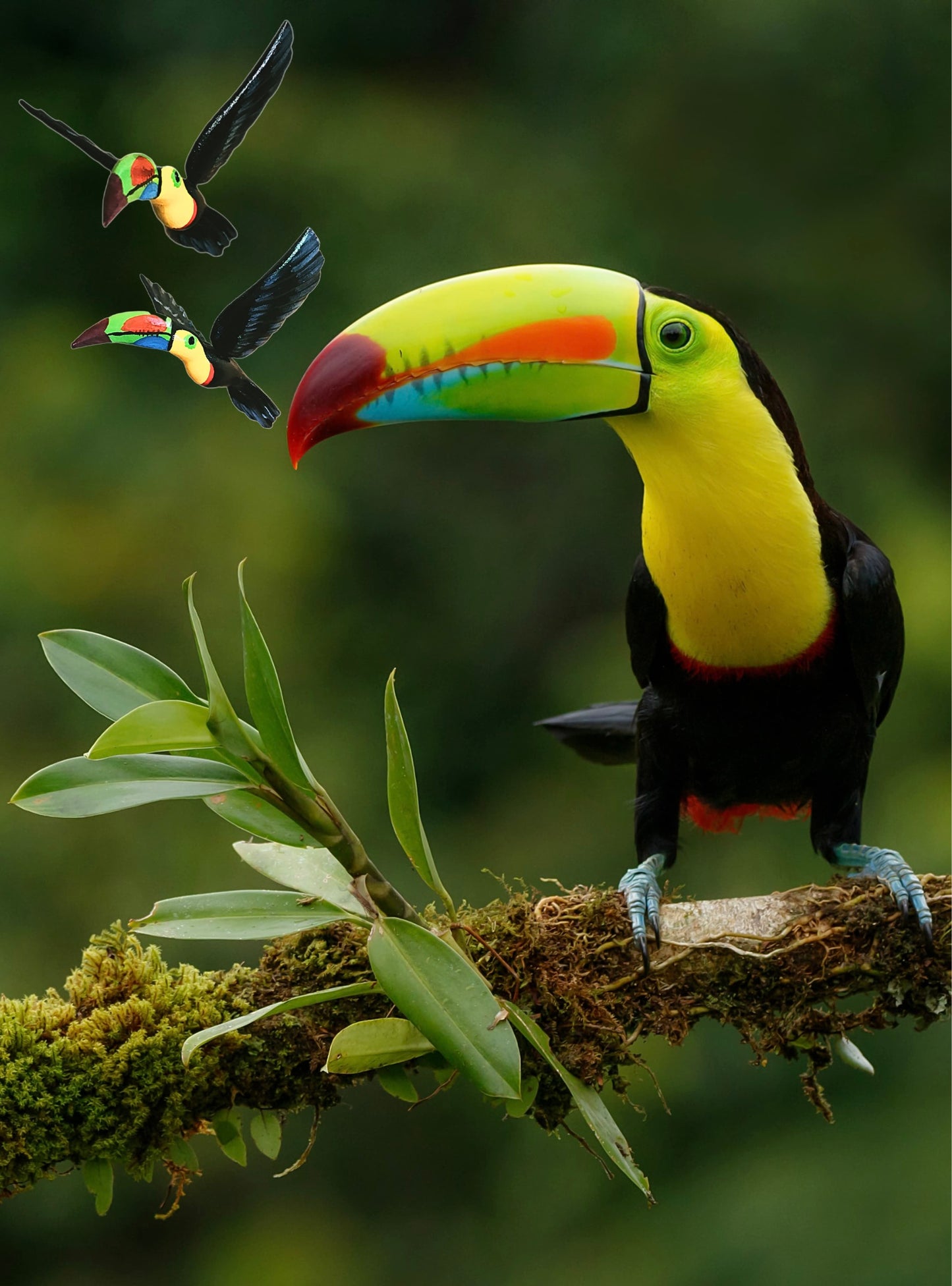 Toucan